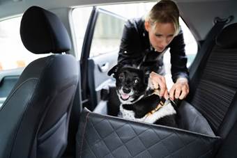 Trasporto Cani in Auto  Cosa serve per il trasporto dei nostri